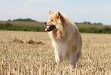 CHIEN FINNOIS DE LAPONIE 721